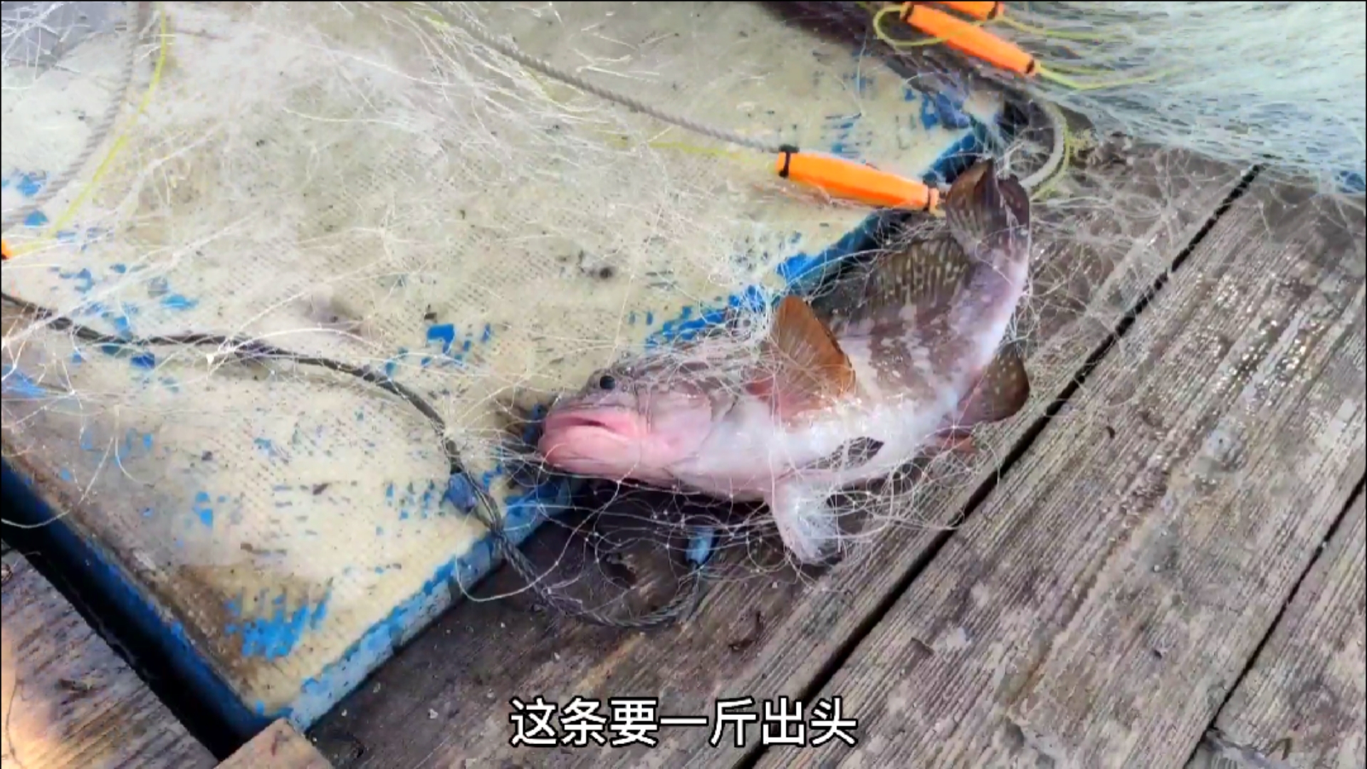 #赶海户外#天道酬勤昨天空网,今天彪哥就捕到大黄鱼跟海红斑,而且最近价格一直疯涨(中)
