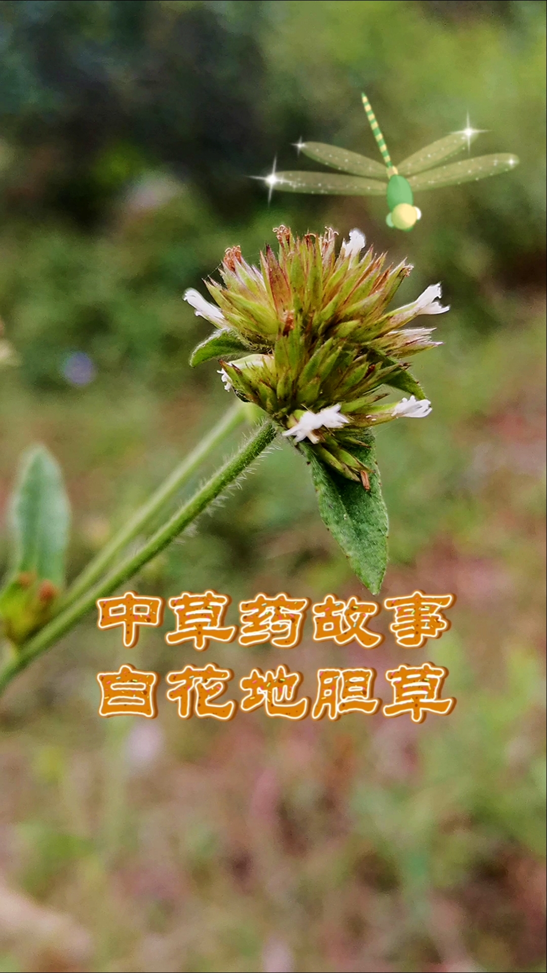 #带你看三农#中草药故事——白花地胆草