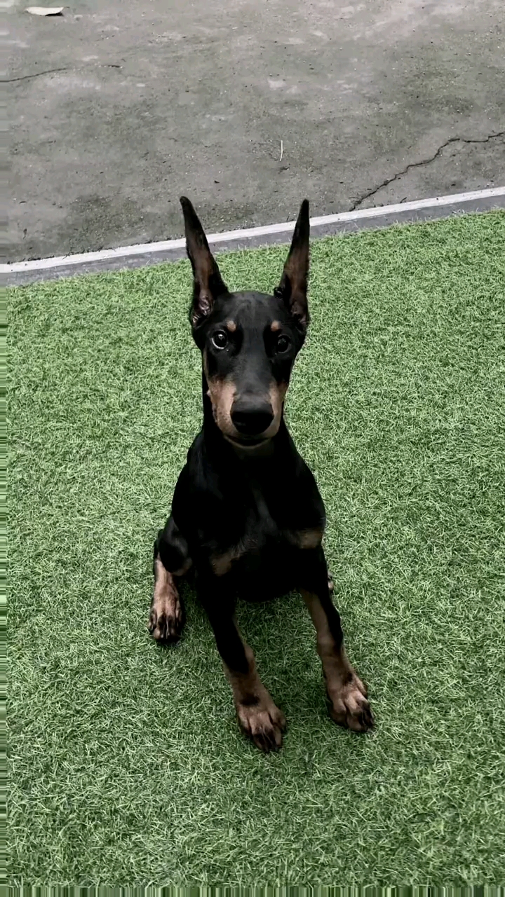 #狗狗成精了#西装暴徒。你想要几只