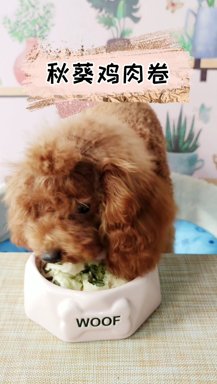 #家有萌宠#每天坚持给妙妙吃一餐自制狗饭,只为让它享受美食#宠物美食#狗狗营养#毛孩子