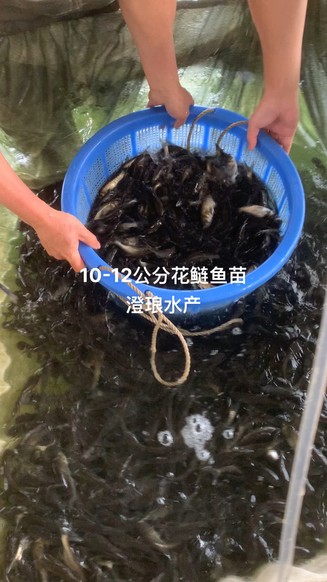 10-12公分花鲢鱼苗大头鱼苗胖头鱼苗