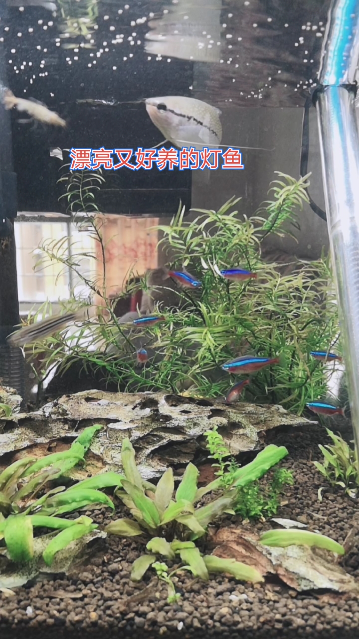 #记录生活#草缸的首选,你们养了吗?