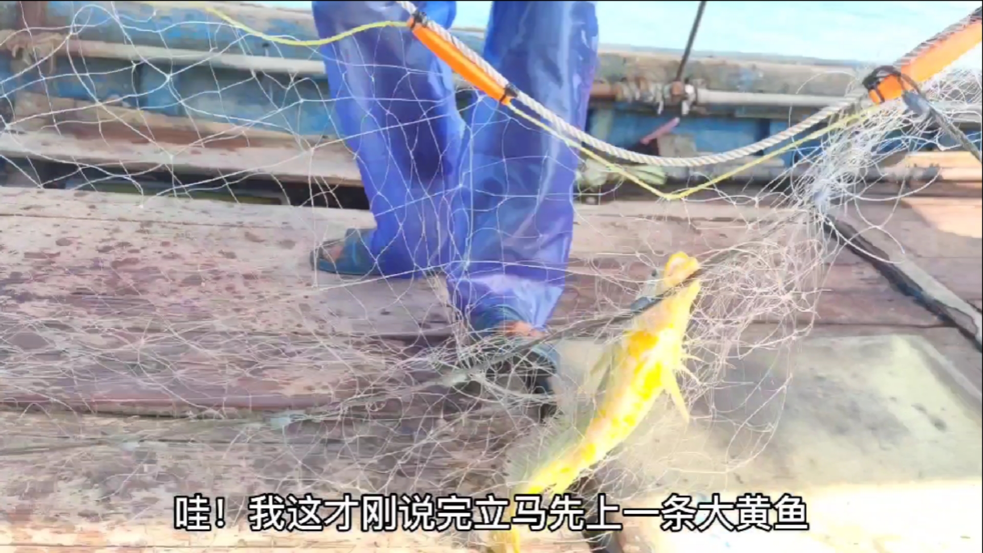 #南澳岛#渔民捕到这鱼金色得跟黄金一样,而且价格相当高,所以被成为海里软黄金(中)