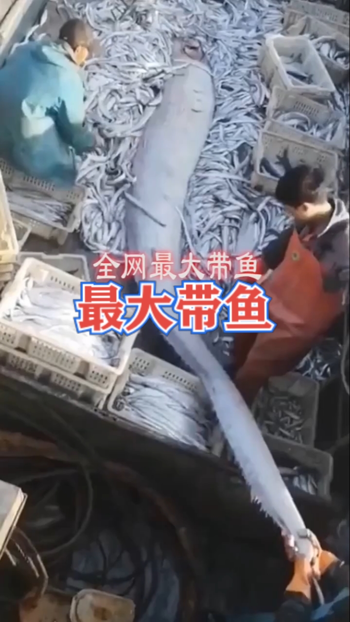 #大千世界无奇不有。#全网最大带鱼,吃过这么大的吗