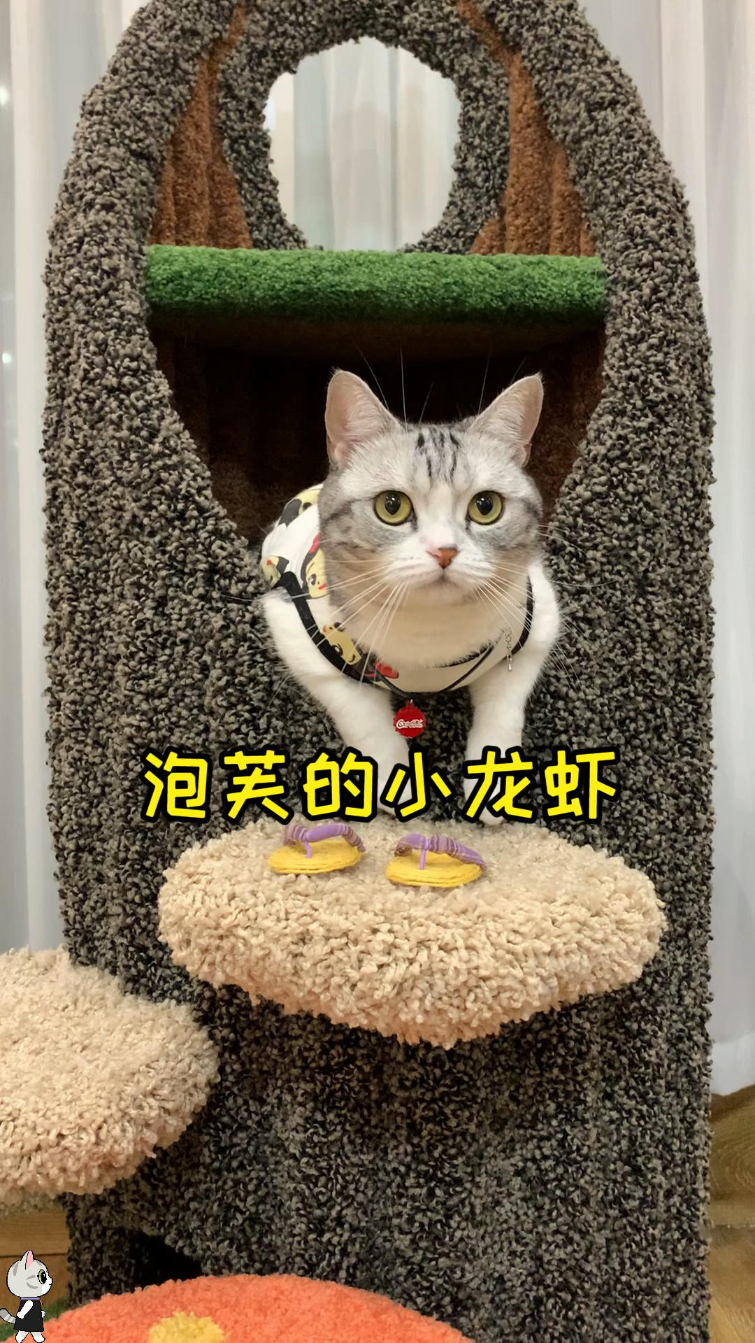 #猫咪日记#泡芙第一次见过活蹦乱跳的小龙虾，玩也玩了，吃也吃了，还会帮着干活，果然长大了