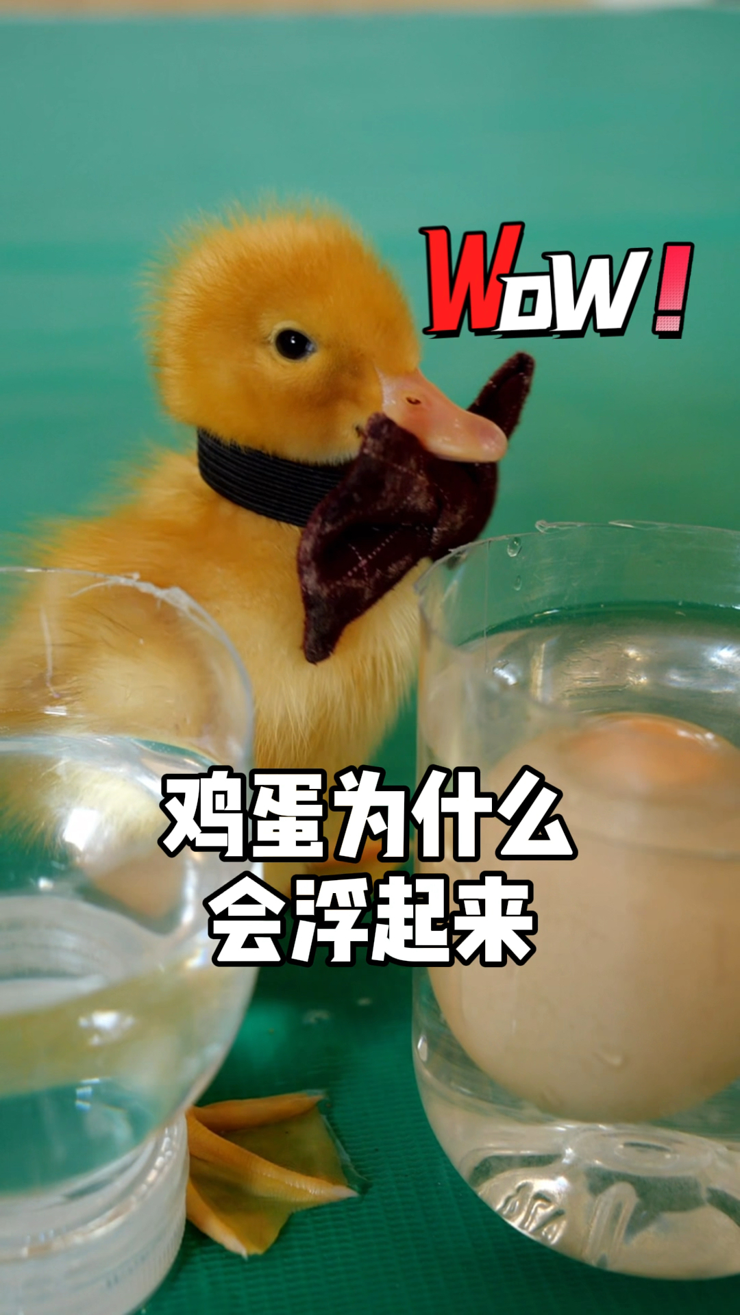 #神宠来袭#往水里加盐,鸡蛋就会浮起来。那鸭鸭浮在水面上,是不是盐吃多了?