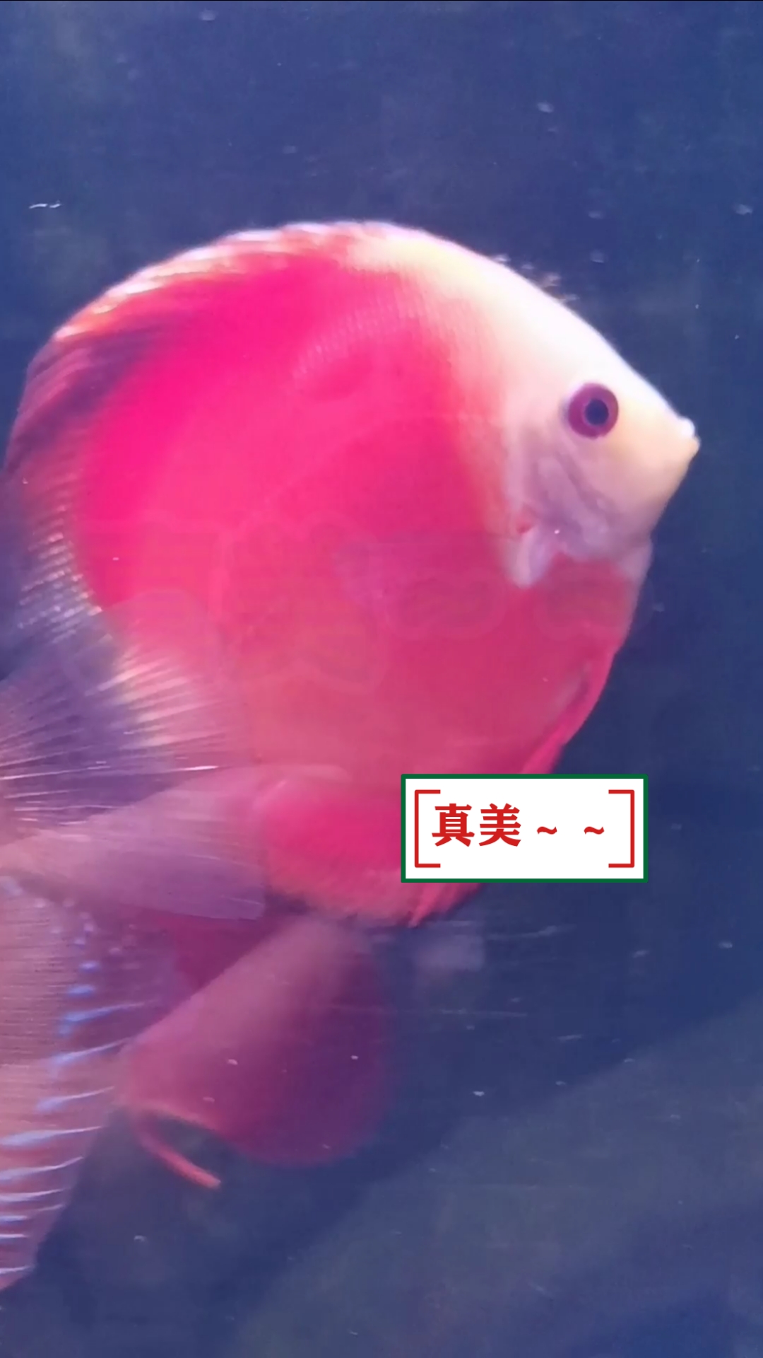 #助力武汉#武汉东湖海洋世界,鱼的种类真多,你叫的出它们的名字吗?