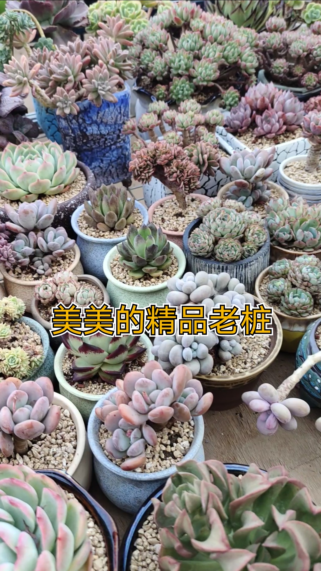#多肉植物#多肉精品小老桩,每一盆都有一个故事!