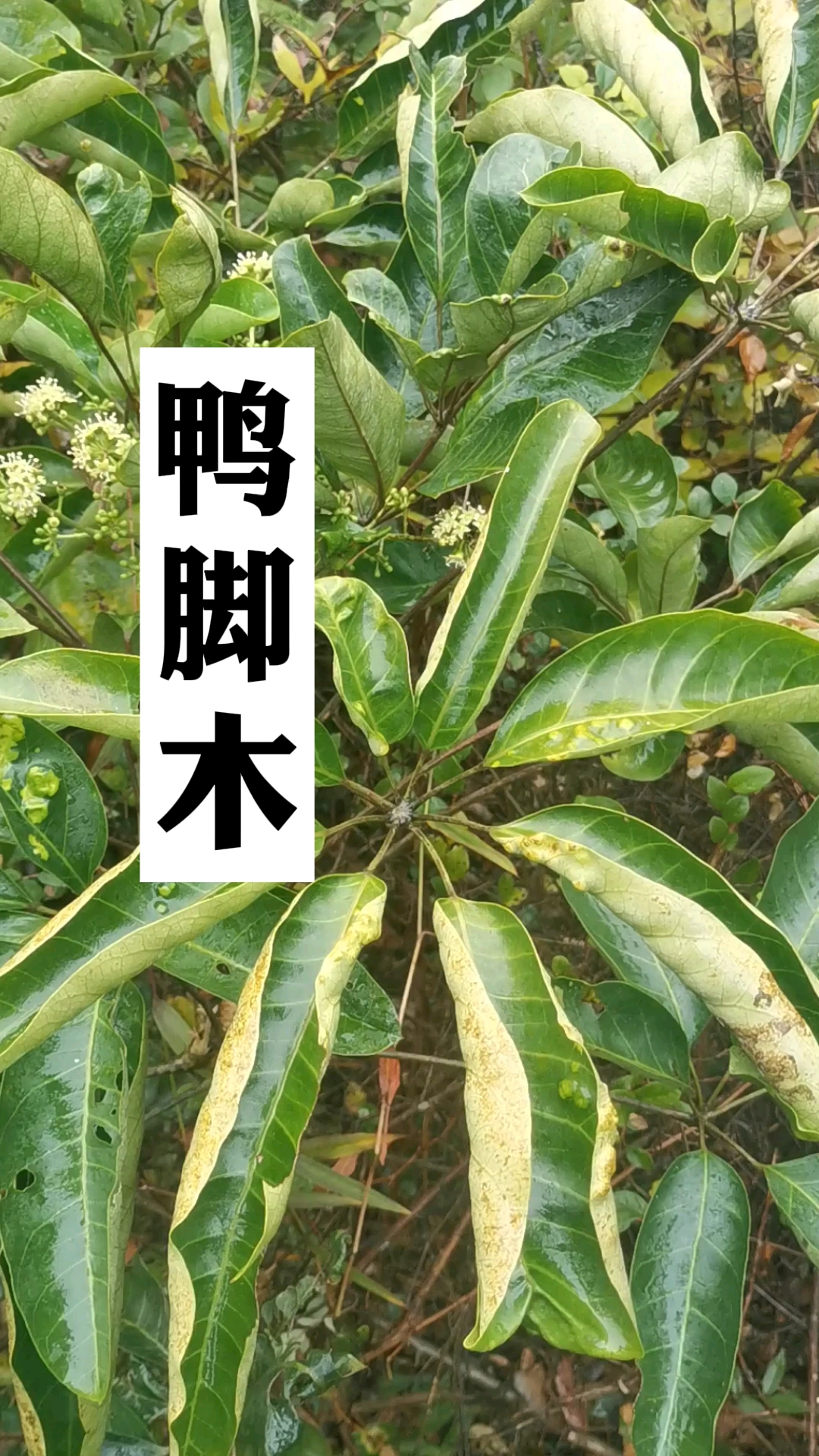 鸭脚木,也叫鹅掌柴,冬季开花