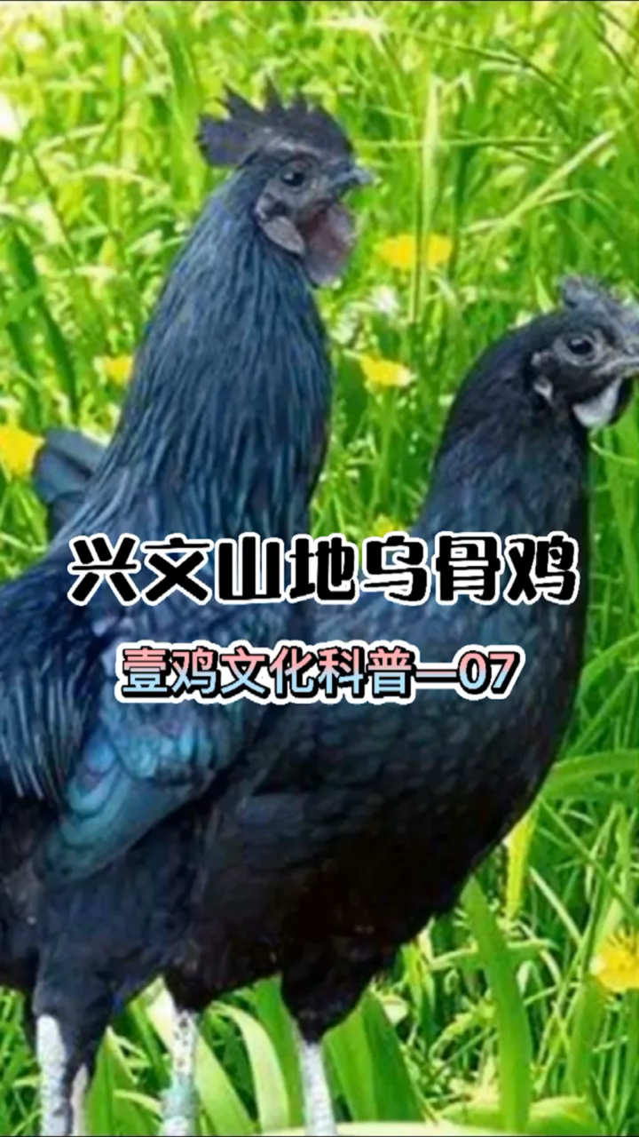 #壹鸡文化#第7集|兴文山地乌骨鸡