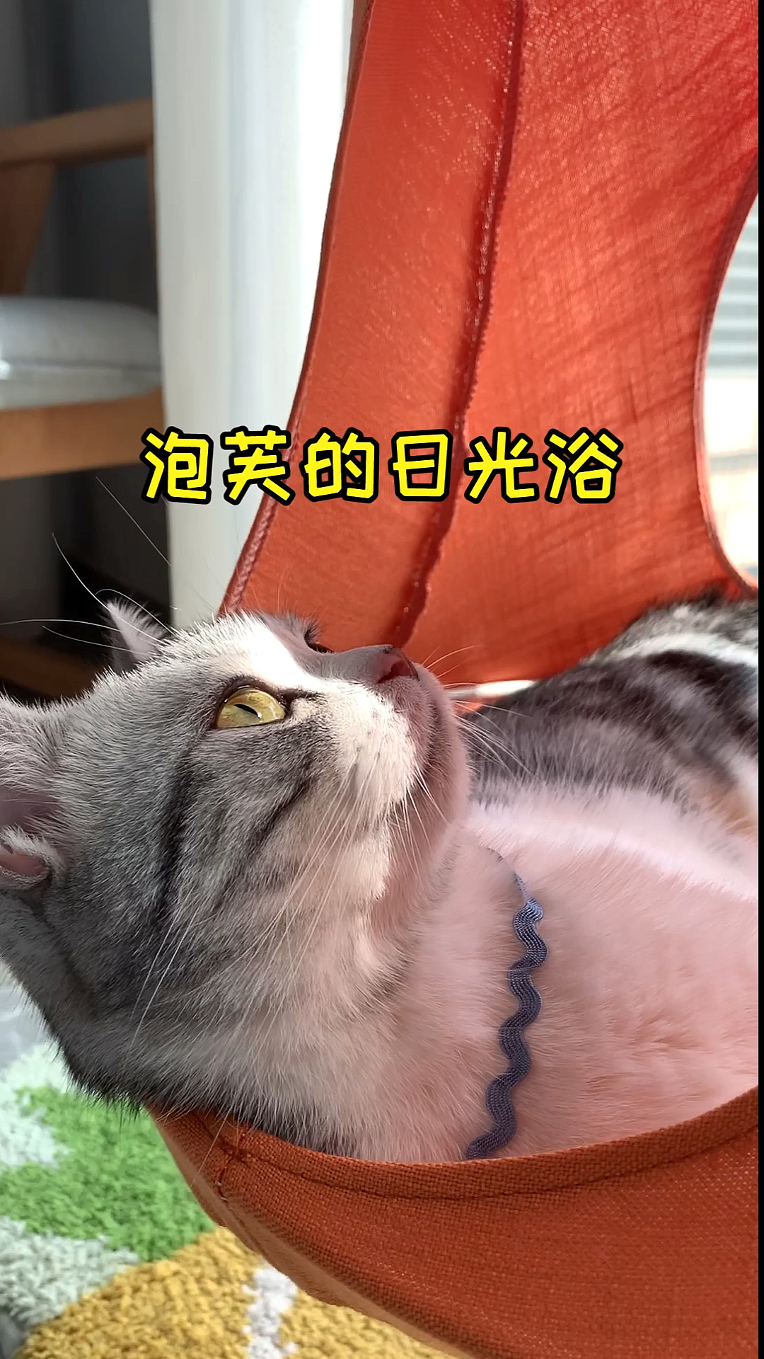 #家有猫咪#泡芙的日常：晒太阳、睡觉觉、吃肉肉，我也想当一只猫了～