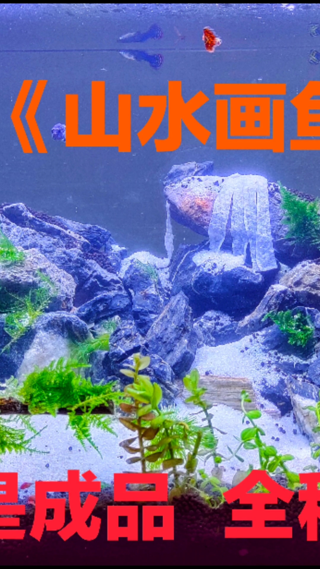 #劳动最光荣#自己动手鱼缸景色无忧