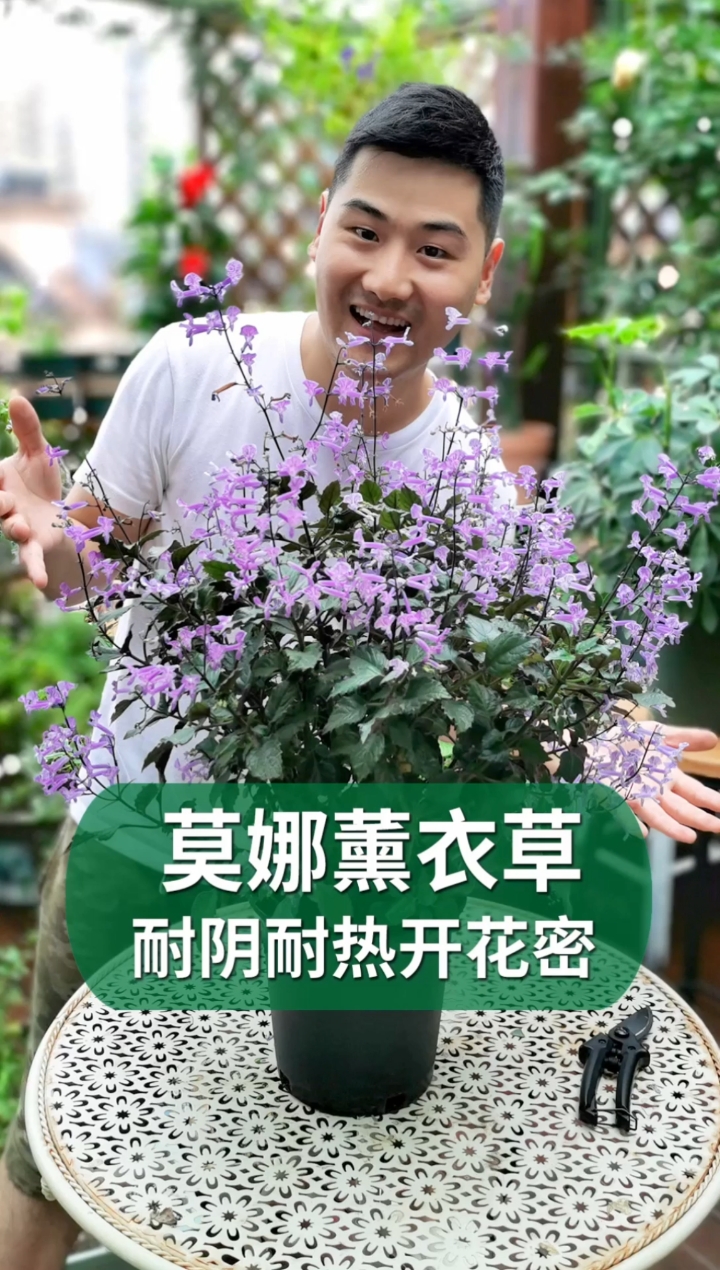 #好物推荐#阳光不好的北阳台,种颗香茶菜,耐阴耐热开花密!