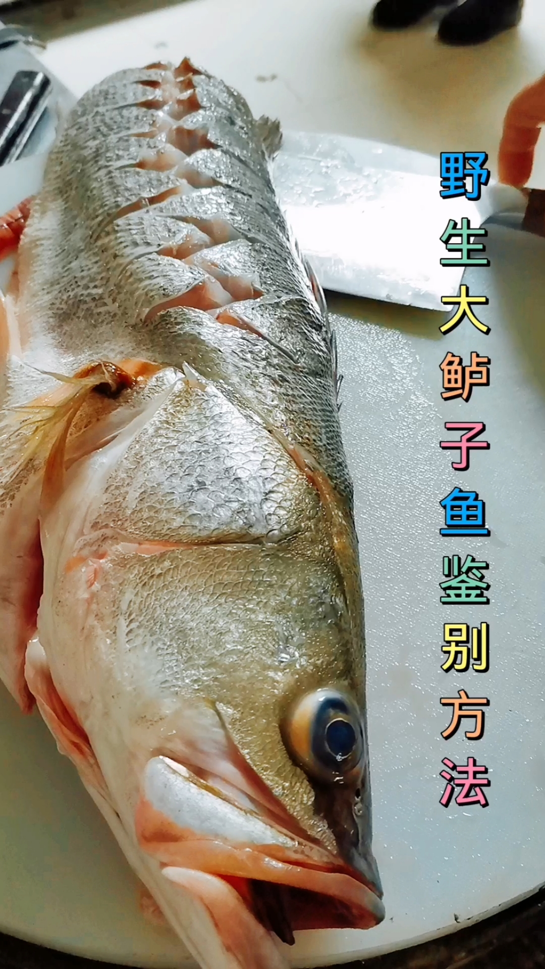#寻找最牛手艺人#鲈鱼挑选方法和改刀方法教学