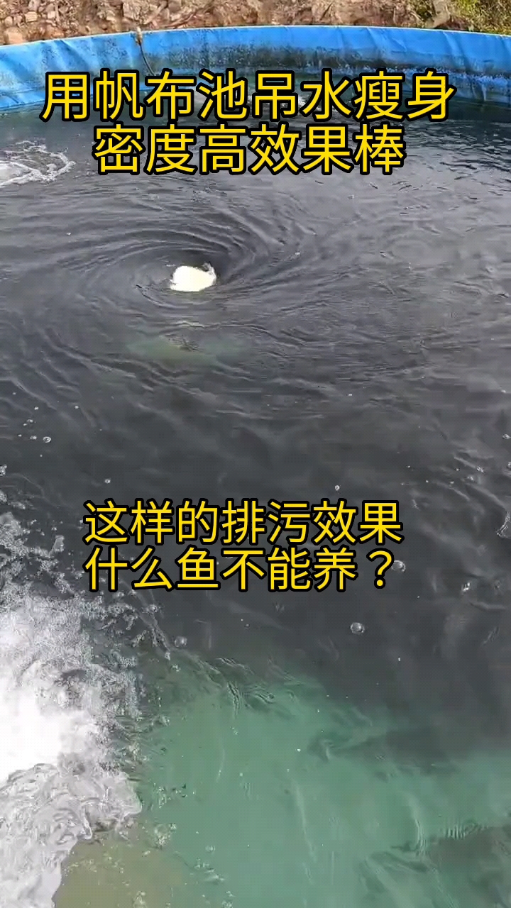 #养鱼#这鱼池排序效果怎么样！？