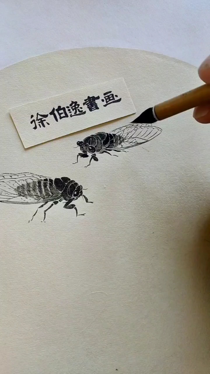 #徐伯逸书画#画来画去还是画知了更简单