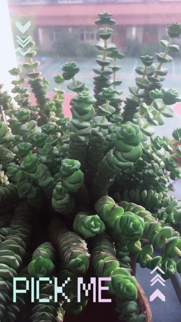 钱串串是多肉植物的其中一种,因其外表酷似古代的铜钱而得名,具有很高的观赏价值。