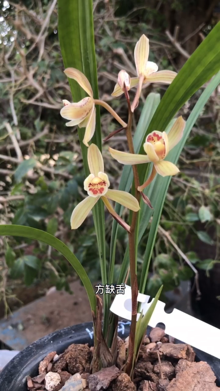 #兰花#兰花舌头的9种形态