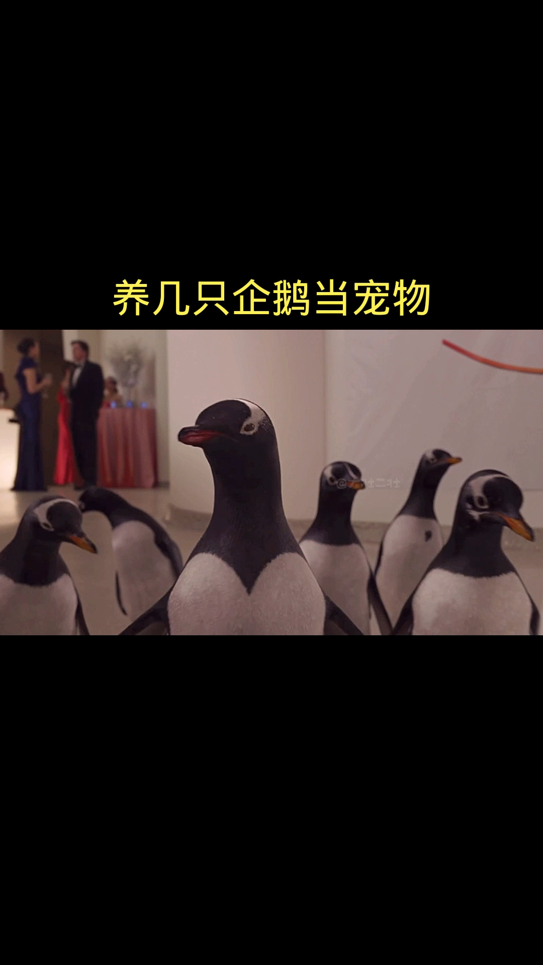 #企鹅#企鹅当宠物是什么体验