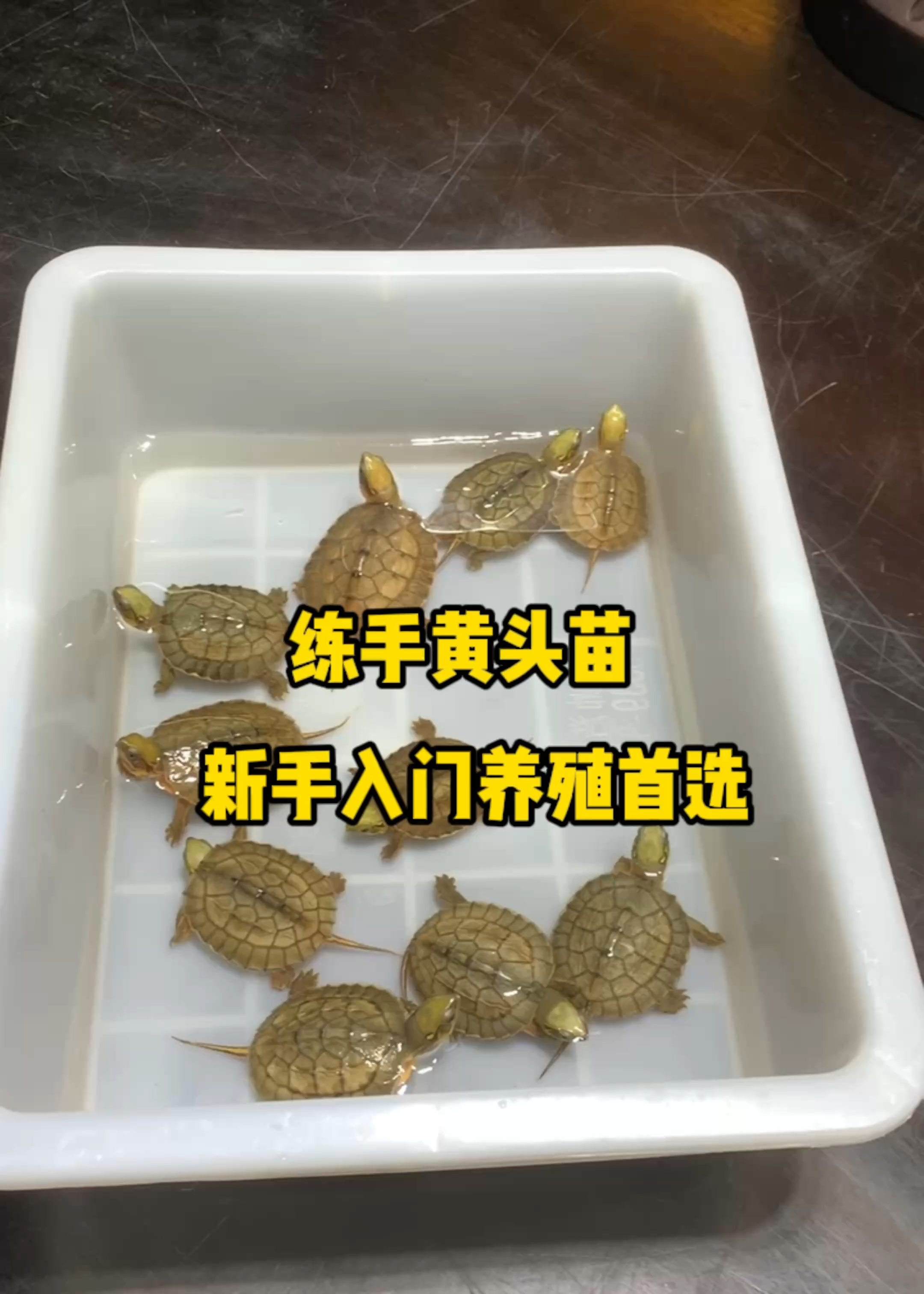 10只练手海南黄头苗,新手入门养殖首选。超强体质,好养易大
