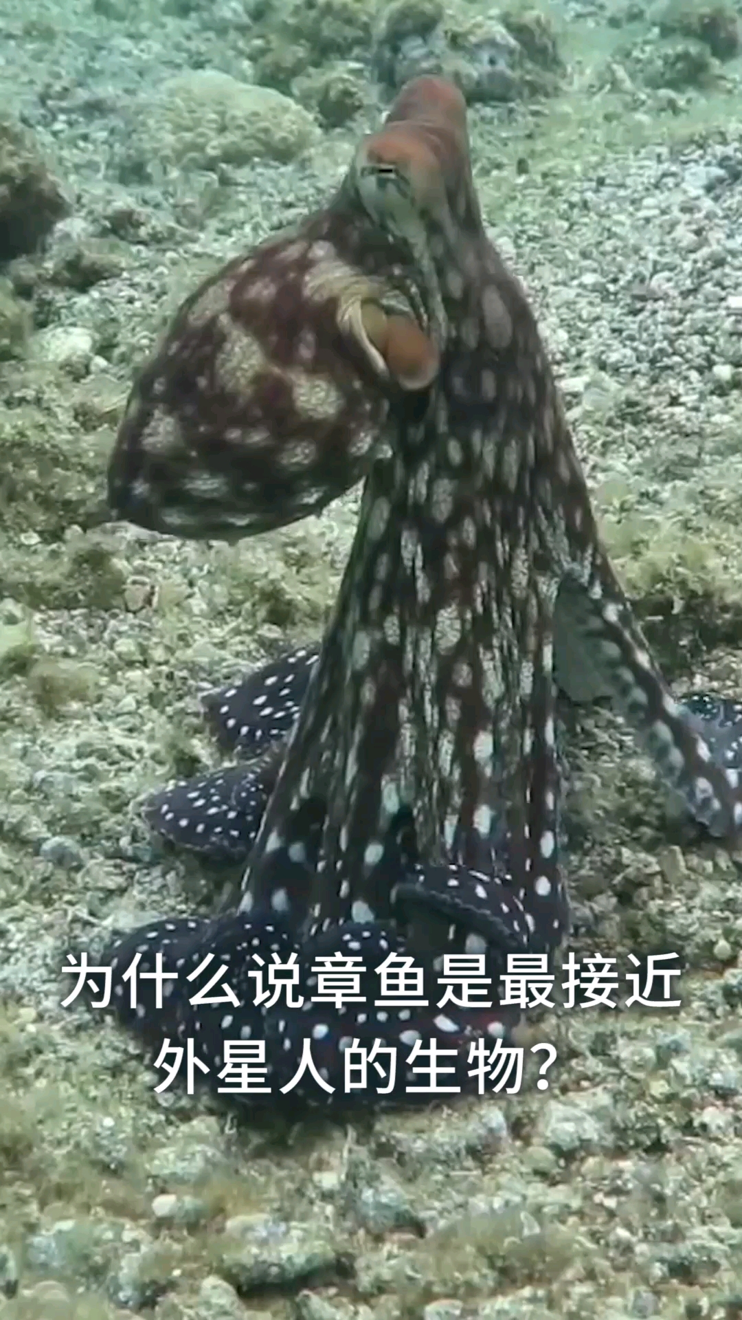 为什么说章鱼是最接近外星人的生物?