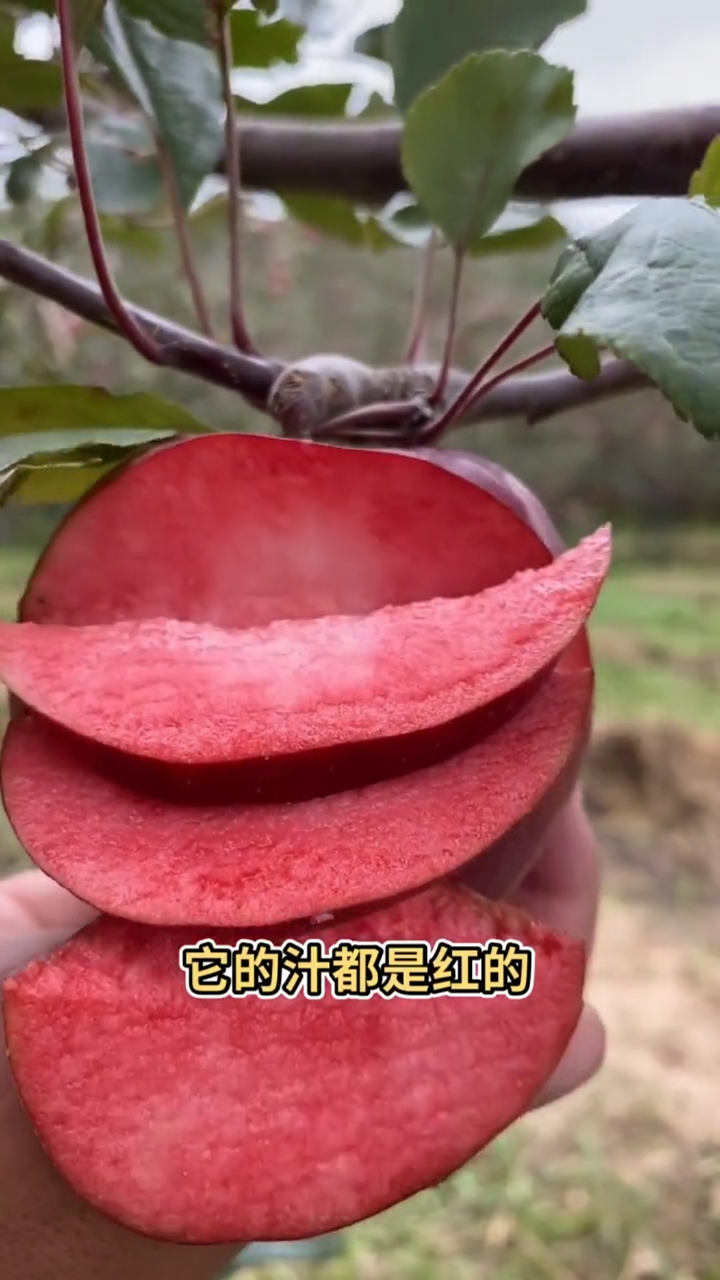 红肉苹果苗育苗基地秋后大量出圃