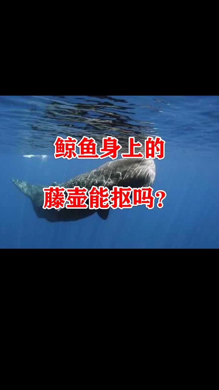 #全民涨知识#鲸鱼身上的小石头:藤壶能抠掉吗?