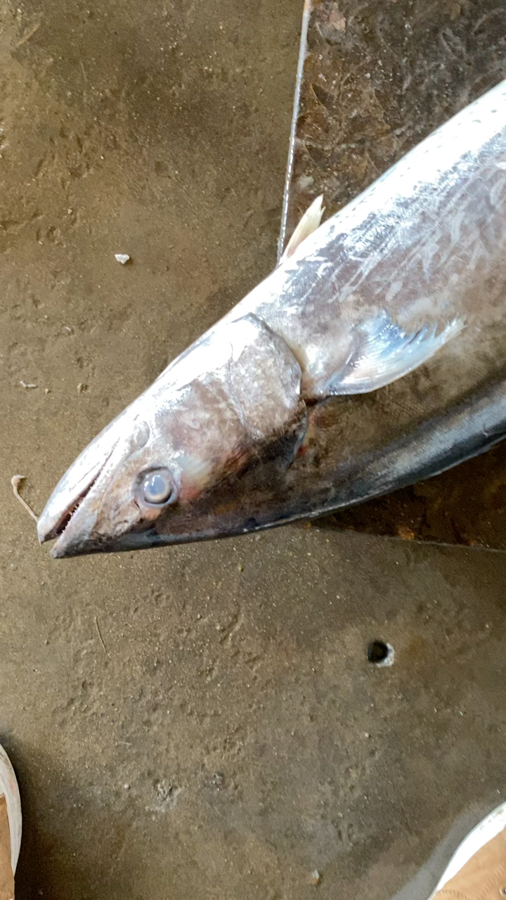 大鲅鱼海螺沙丁鱼油偏口鱼大鸦片鱼长脖活死虾活春虾黑鱼大刀鱼欢迎来购