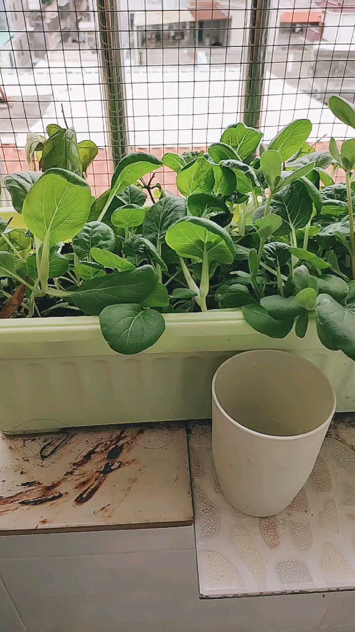 #音为有你#自己种的菁菜可以吃了