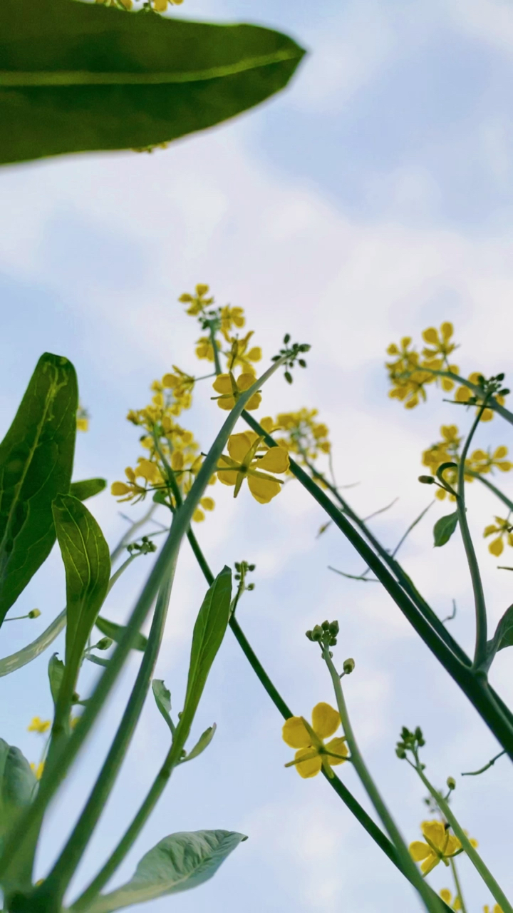 #手机摄影#农场地的菜花这样拍美了