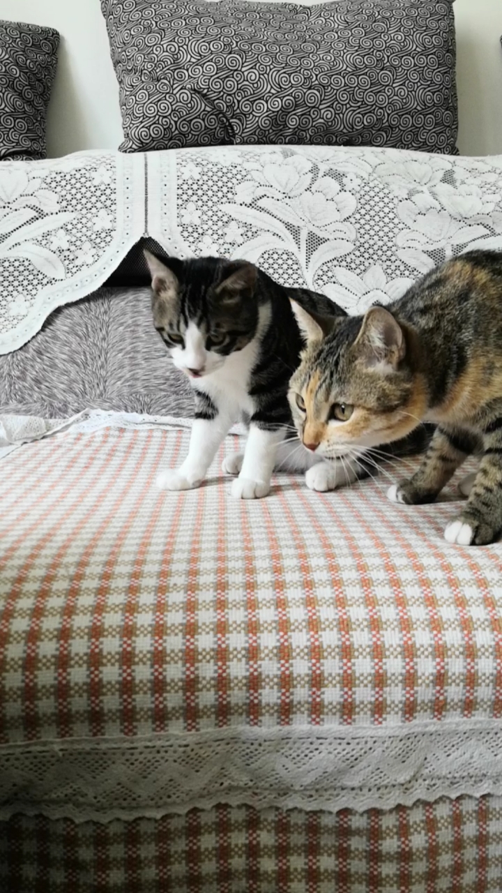 小猫多聪明～毛球就是不肯自己叼小鱼干