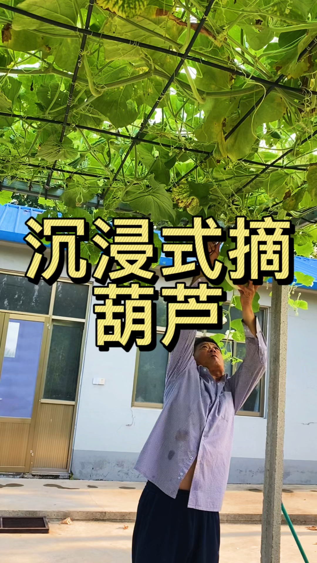 菜葫芦有好多吃法,做汤做陷包饺子包包子,一粒种子就能结好多