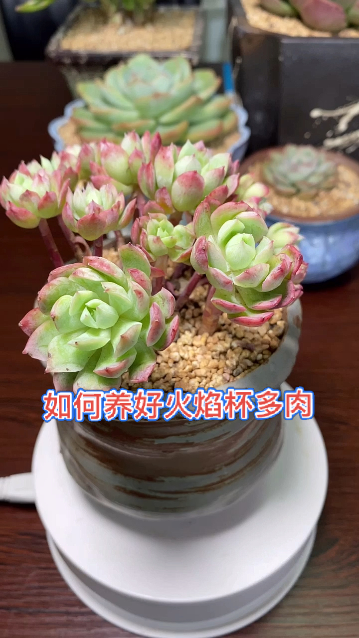 #多肉植物#30秒带你了解,如何养好火焰杯多肉
