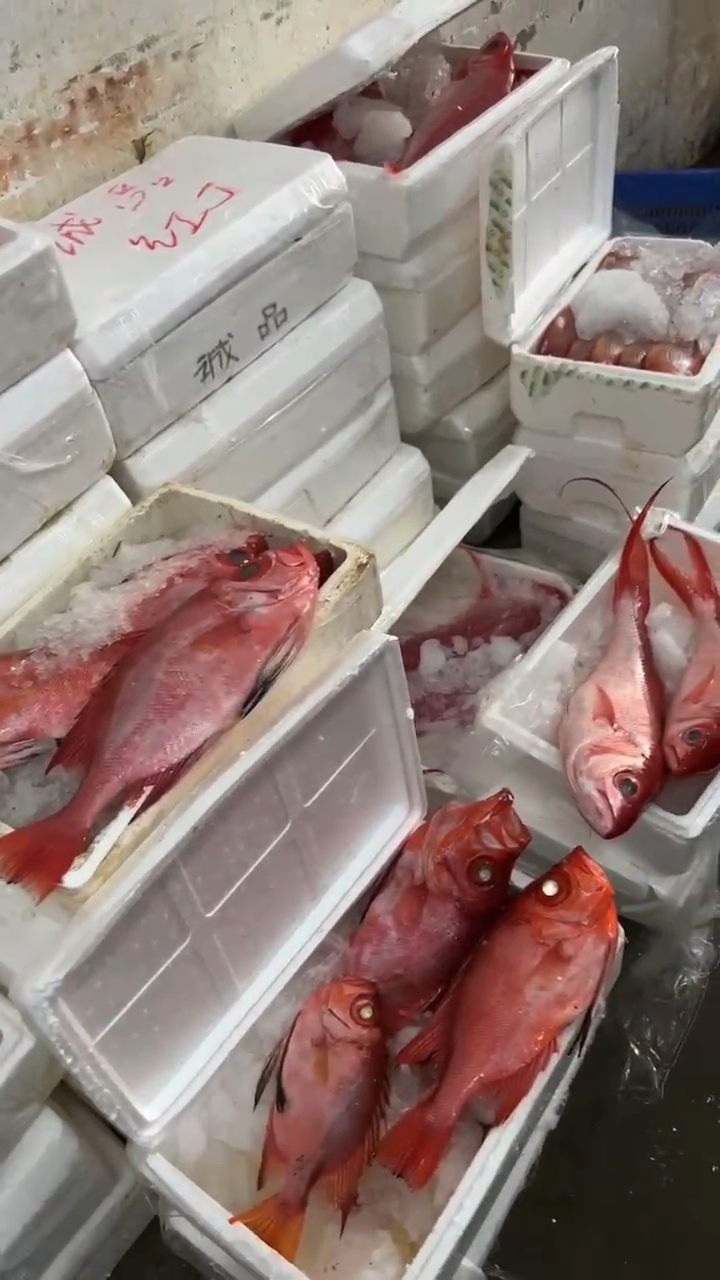 #海钓#海钓,海钓鱼,大眼鸡,金枪鱼,长尾滨鲷,刺身鱼,深海鱼,将军甲,日料,黄鸡,寿司