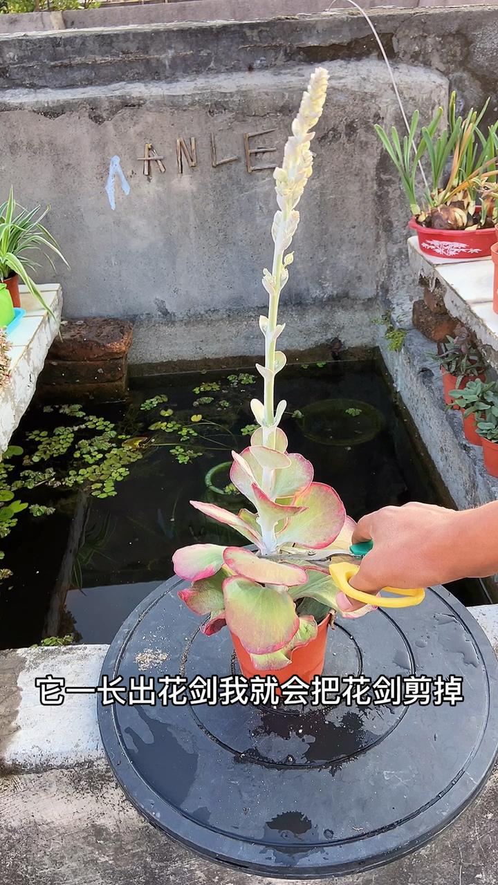 唐印开花要及时把花剑剪掉,这样可以单头变群生多头