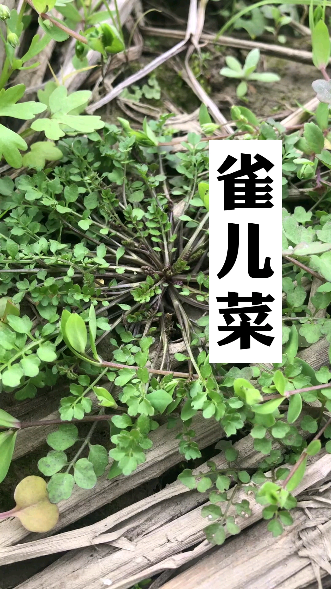 雀儿菜,你们玩过吗