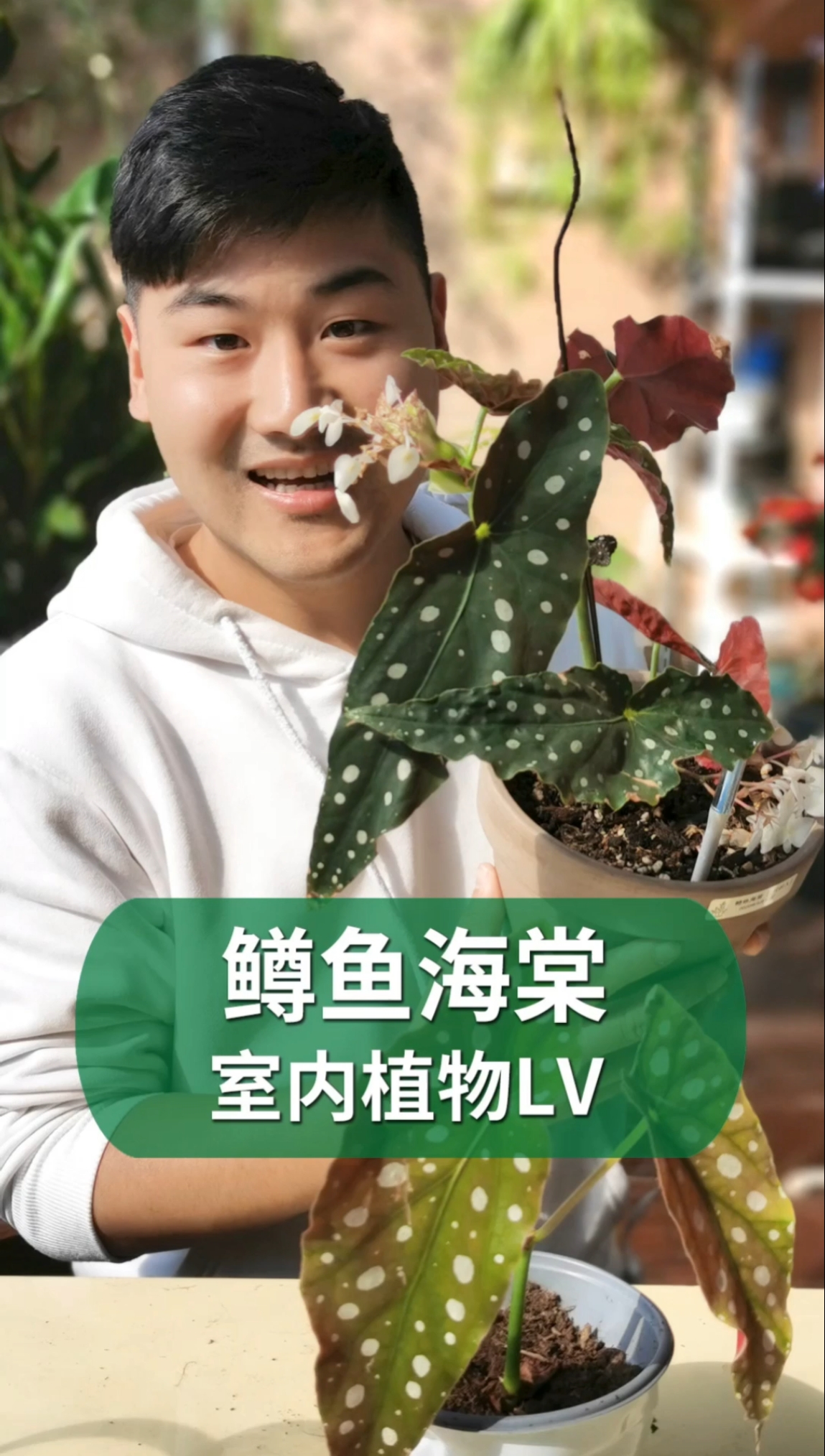 #好物推荐#鳟鱼海棠,越养越值钱的室内绿植!
