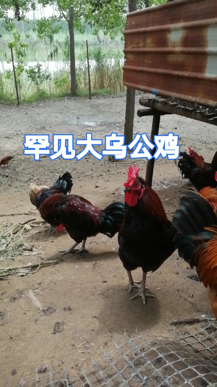罕见的乌公鸡!