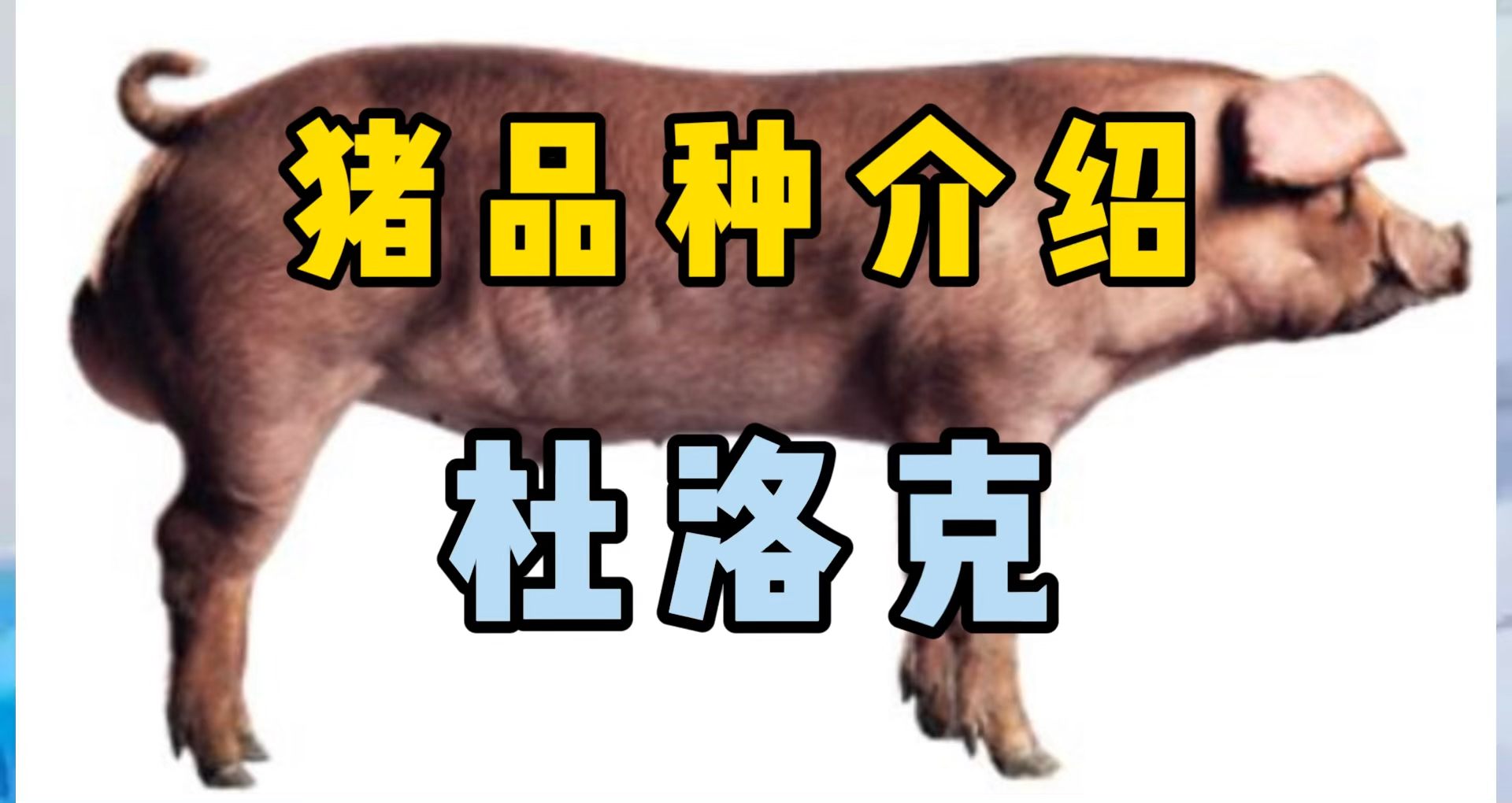 杜洛克猪品种介绍