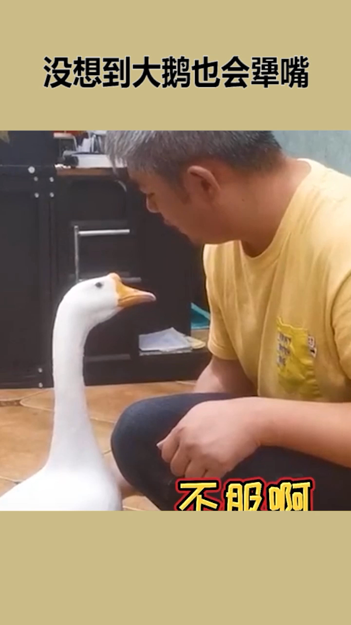 #搞笑视频#没想到大鹅也会犟嘴