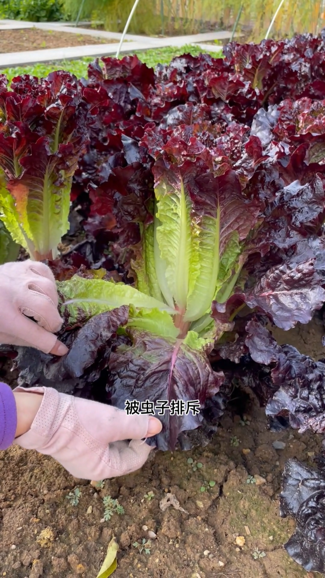 #田园生活#给大家分享紫生菜的种植方法