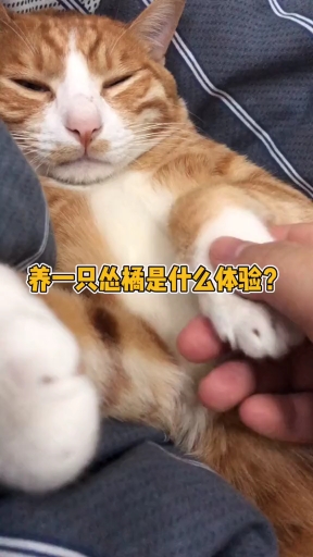 #我家萌宠成精了#养一只怂橘是什么体验