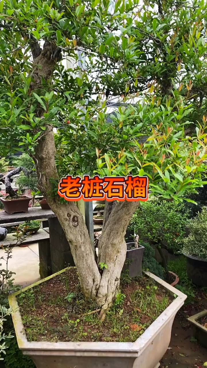 老桩大红袍石榴,耐寒耐旱,南北方都可以栽植