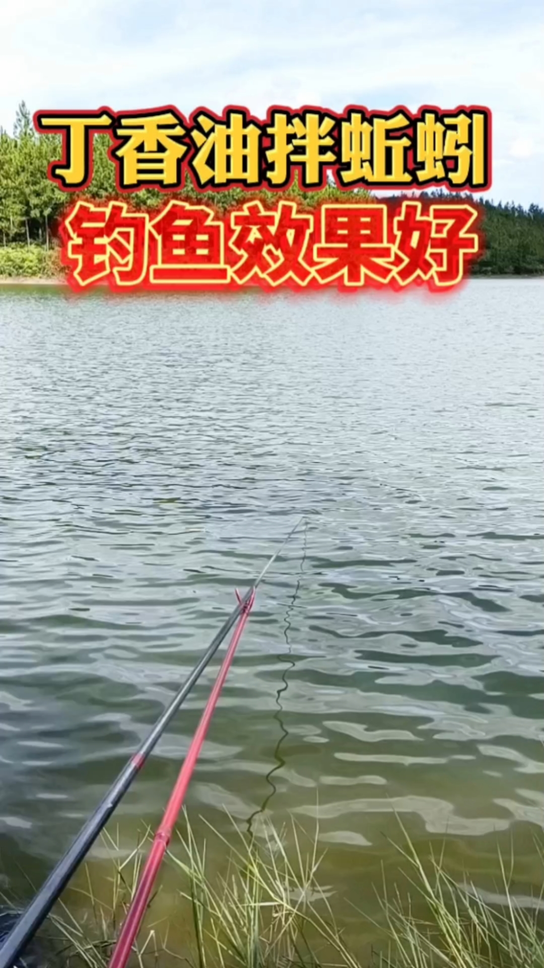 #钓鱼#丁香油拌蚯蚓的方法,丁香油钓鱼技巧