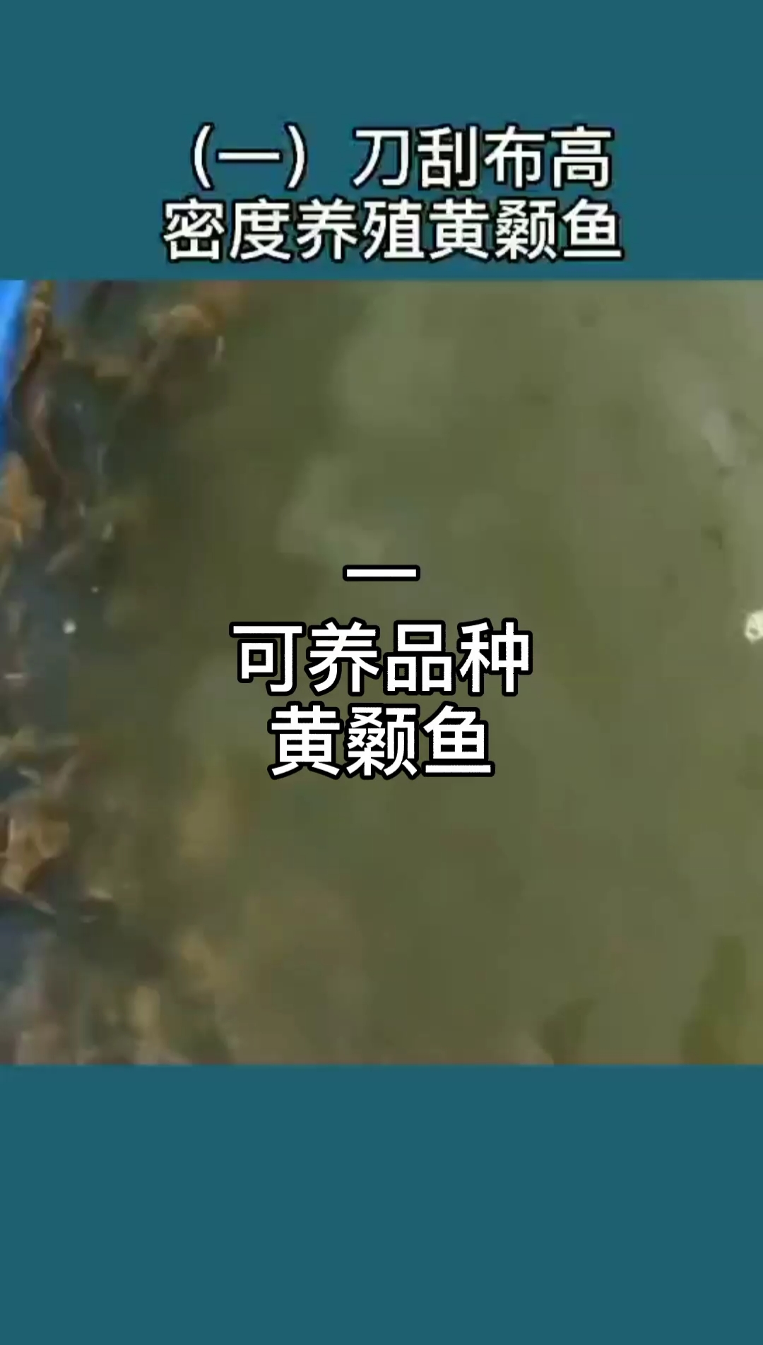 #黄颡鱼养殖#工厂化高密度水产养殖,陆基高位池养殖黄颡鱼