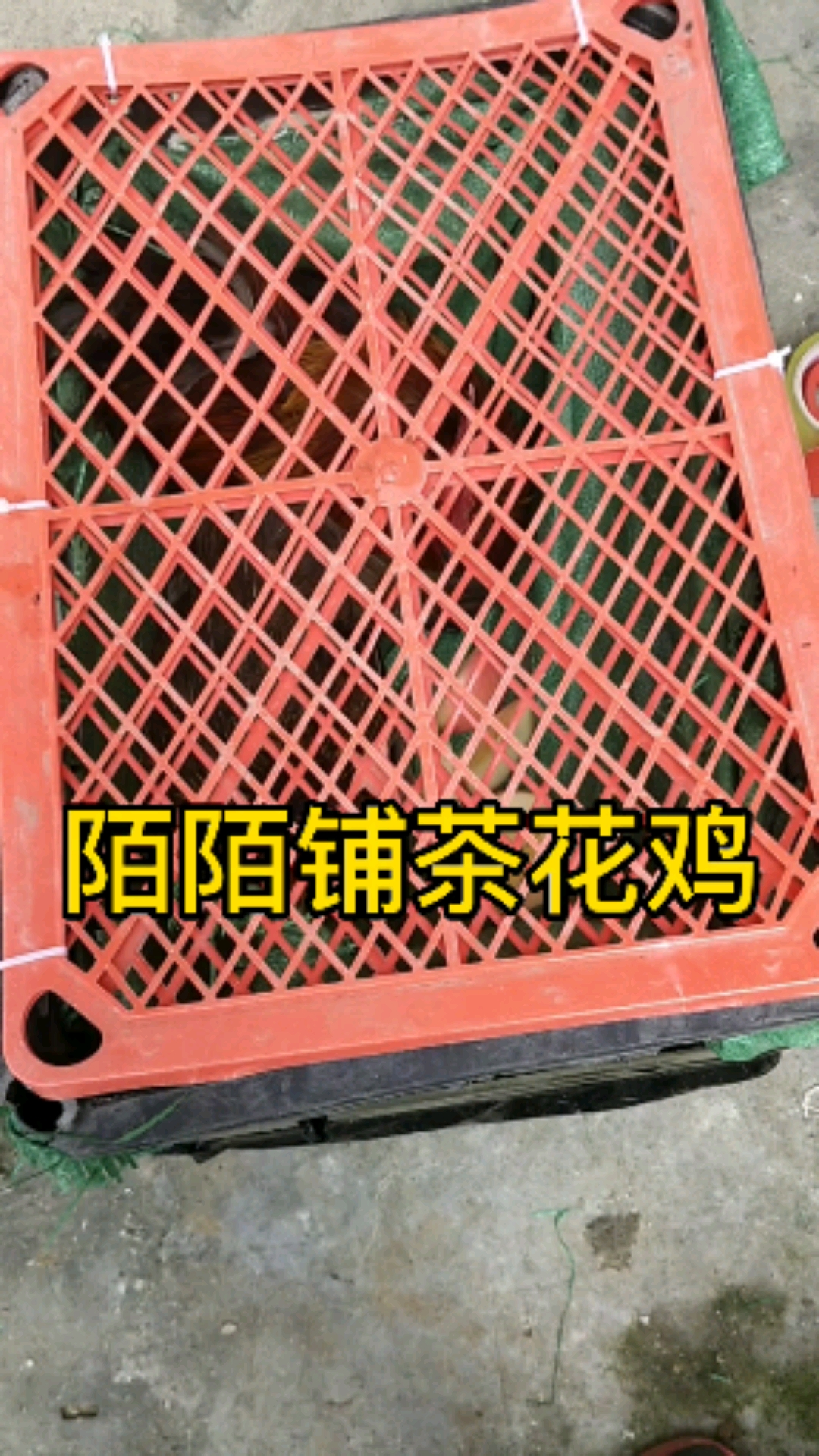 #茶花鸡#一公一母,发给四川的兄弟!