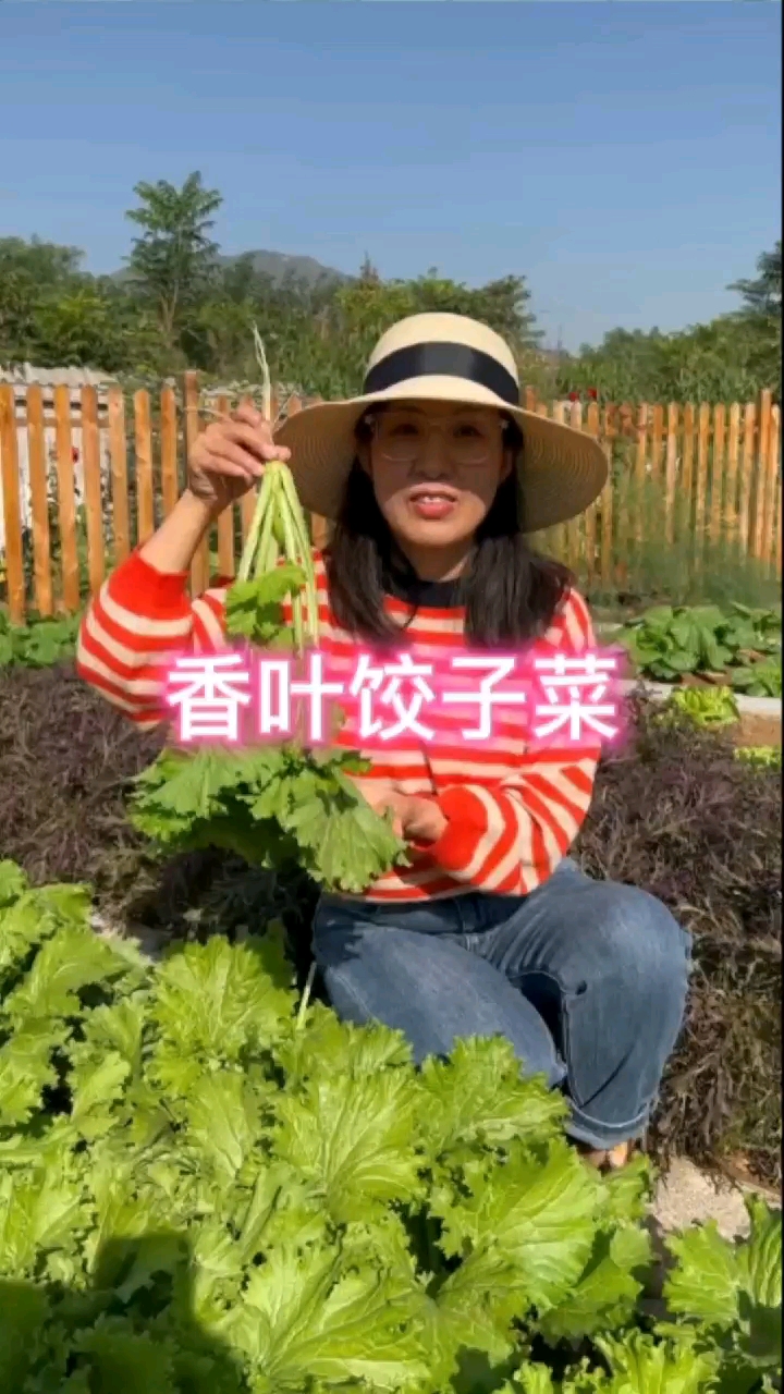 香叶饺子菜
