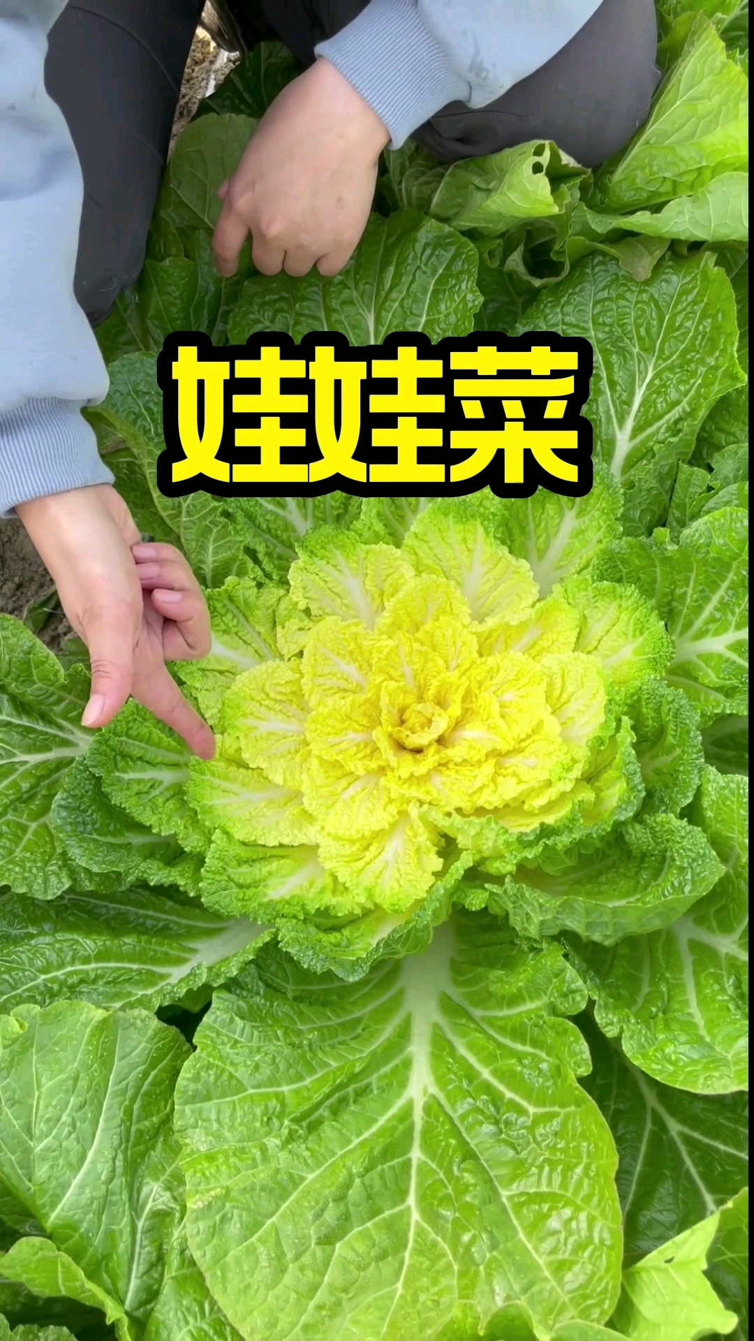 娃娃菜该种了哦