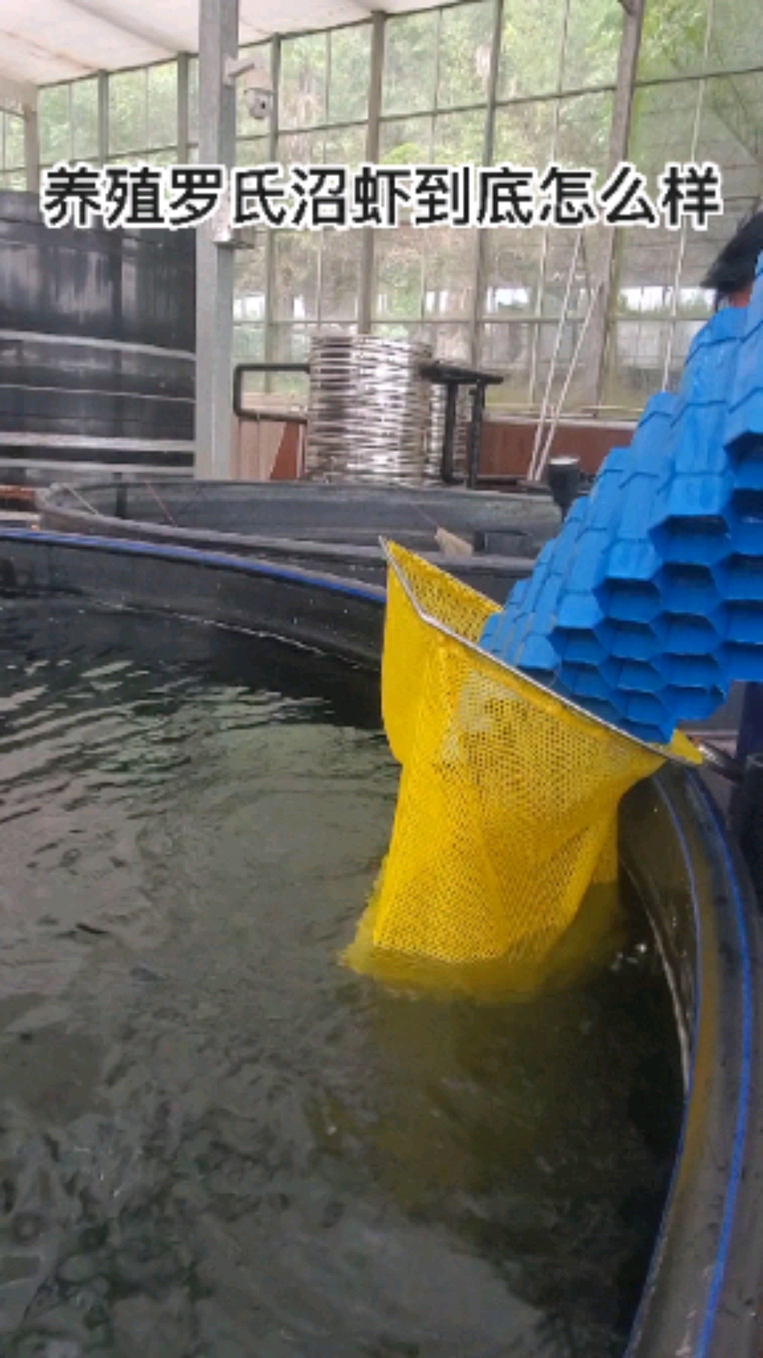 工厂化罗氏沼虾基地