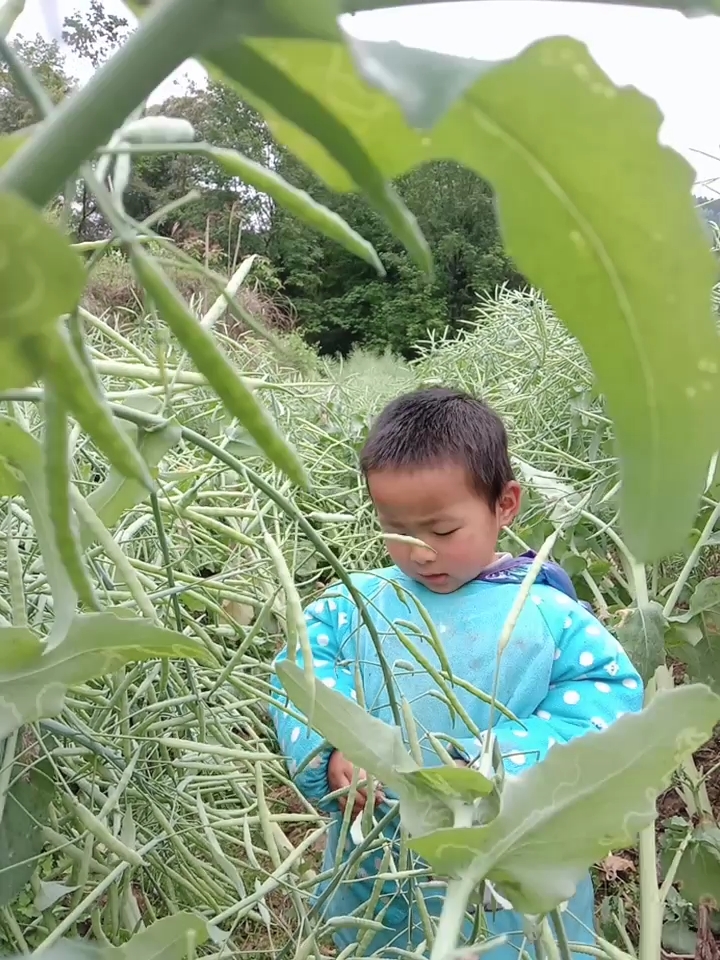 油菜花变成油菜籽咯